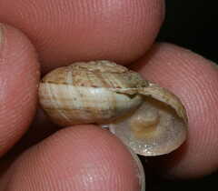 Xerosecta