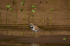 Charadrius dubius