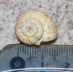 Xerosecta