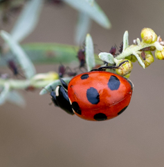 Coccinella magnifica