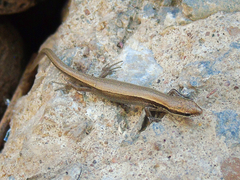 Ablepharus deserti