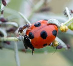 Coccinella magnifica