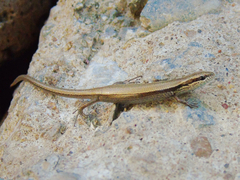 Ablepharus deserti