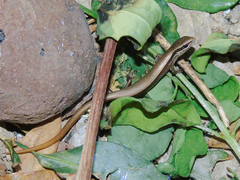Ablepharus deserti