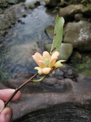 Uvaria grandiflora