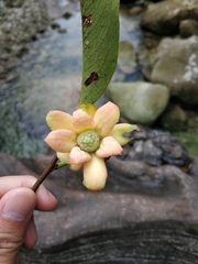 Uvaria grandiflora