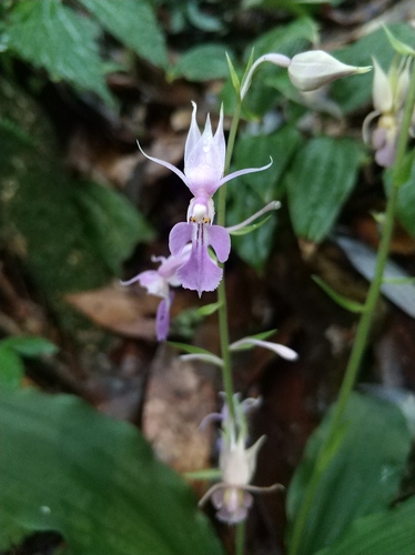 Calanthe puberula iNat (2)