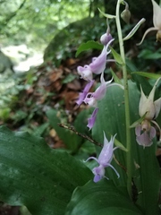 Calanthe puberula