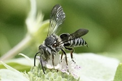 Coelioxys sayi
