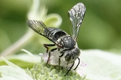 Coelioxys sayi
