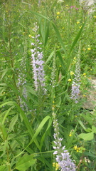Veronica linariifolia