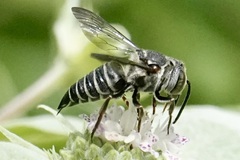 Coelioxys sayi