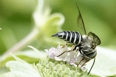 Coelioxys sayi