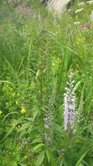 Veronica linariifolia