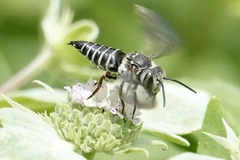 Coelioxys sayi