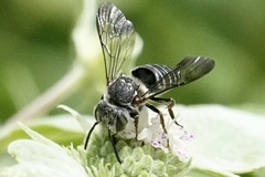 Coelioxys sayi