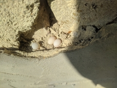 Mediodactylus kotschyi