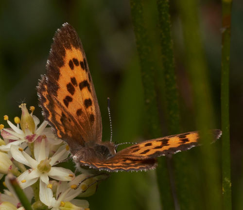 iNaturalist observation photo of Mariposa Copper