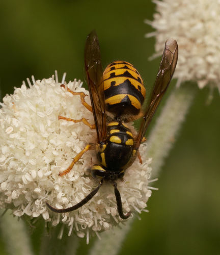 iNaturalist observation photo of Common Aerial Yellowjacket