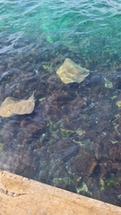 Pateobatis