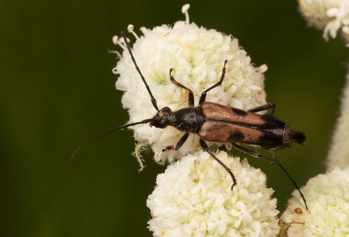 iNaturalist observation photo of Etorofus propinquus