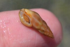 Haedropleura septangularis