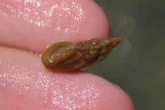 Haedropleura septangularis