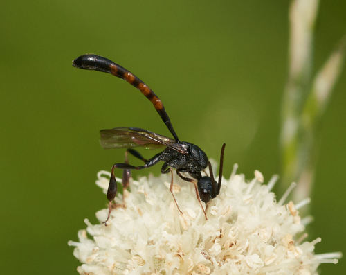 iNaturalist observation photo of Gasteruption