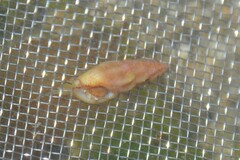 Haedropleura septangularis