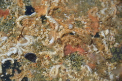 Tricolia pullus
