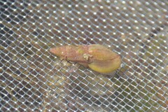 Haedropleura septangularis