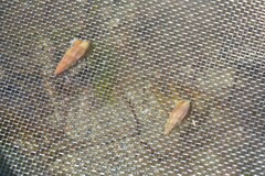 Haedropleura septangularis