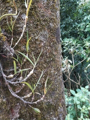 Dendrobium falconeri