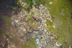 Haedropleura septangularis