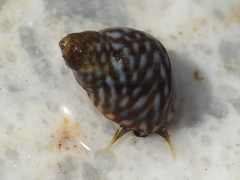 Echinolittorina punctata