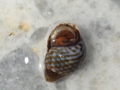 Echinolittorina punctata