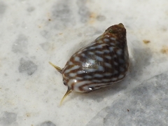 Echinolittorina punctata
