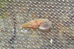 Haedropleura septangularis