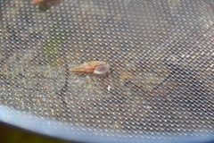 Haedropleura septangularis