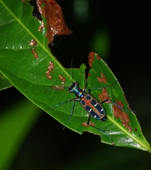 Cosmodela barmanica