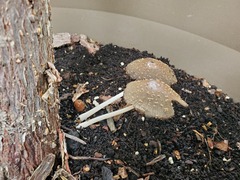 Coprinellus radians