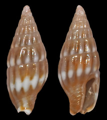 Zafra debilis