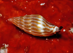Zafra debilis