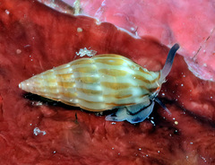 Zafra debilis