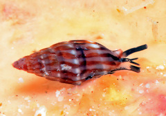 Zafra debilis