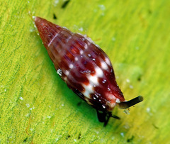 Zafra debilis