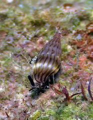 Zafra debilis