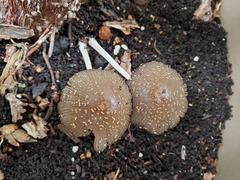 Coprinellus radians