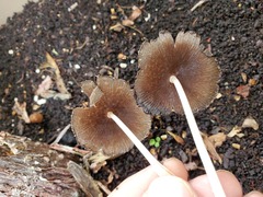 Coprinellus radians