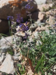 Hyssopus officinalis